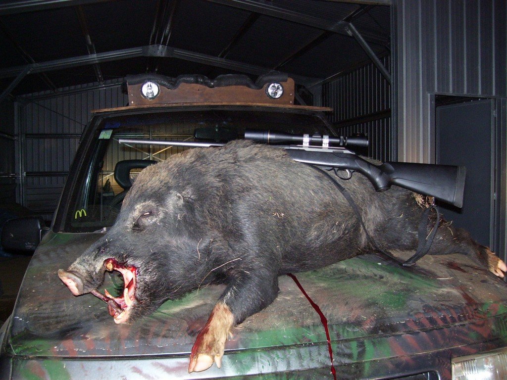 swannys first big pig shot !! The big one that didnt get away
